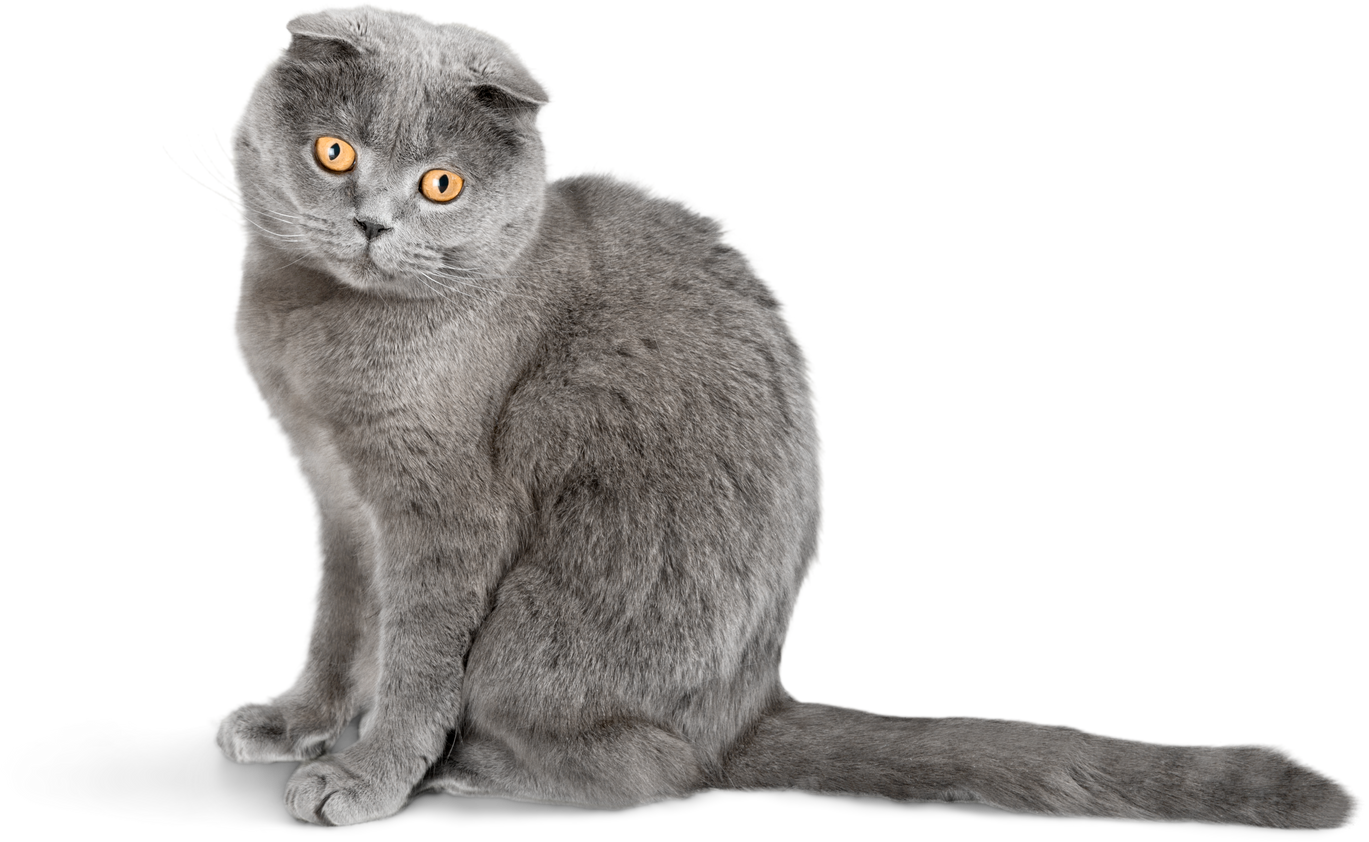 Grey Scottish Fold Pet Cat