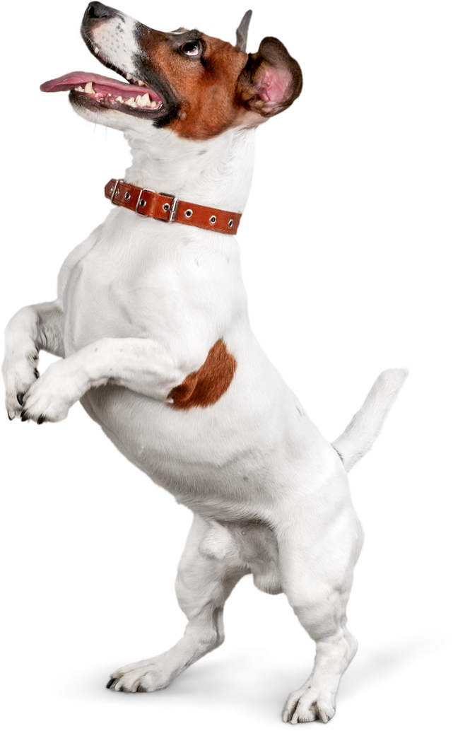 Jack Russel Dog