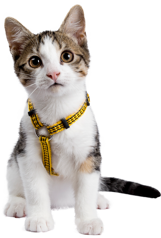 European shorthair kitten / cat on transparent background.